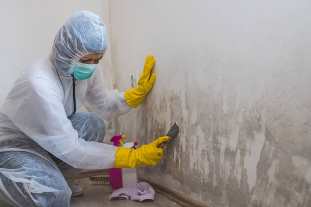 Best Water Damage & Mold Remediation  in Andrews, SC